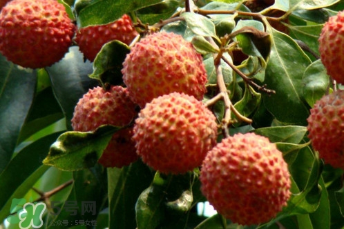 增城荔枝多少錢一斤？增城荔枝哪里的最好吃