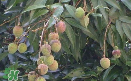 黑葉荔枝有什么特點(diǎn)？黑葉荔枝的功效
