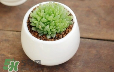 多肉植物怎么養(yǎng)？多肉植物多久澆一次水