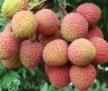 增城掛綠荔枝最貴多少錢？掛綠荔枝和普通荔枝有什么區(qū)別