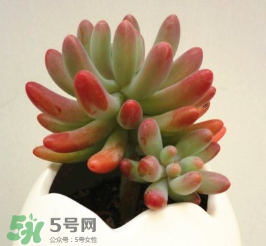 多肉植物能吃嗎？多肉植物哪些可以吃