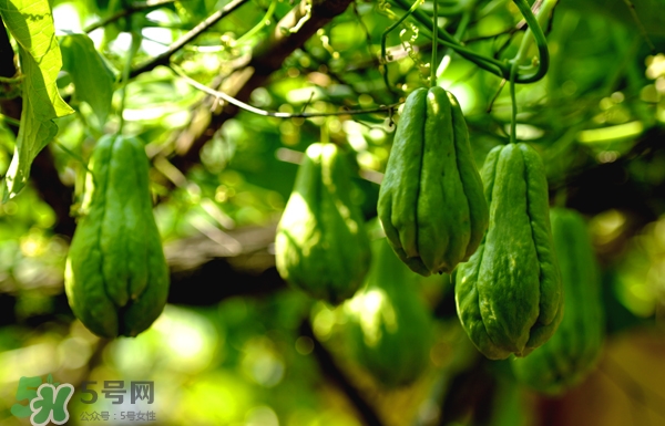 佛手瓜是涼性還是熱性？佛手瓜是什么樣子？
