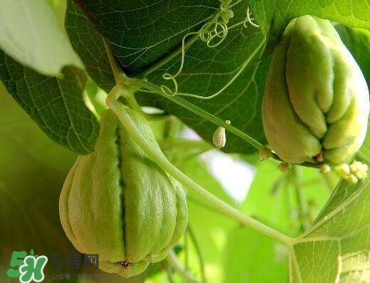 佛手與佛手瓜有什么區(qū)別？佛手與佛手鉗有什么區(qū)別