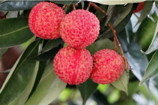 增城荔枝什么時(shí)候成熟？增城的荔枝品種有哪些？