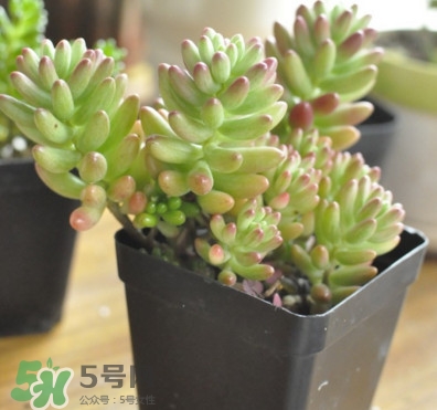 多肉植物能吃嗎？多肉植物哪些可以吃