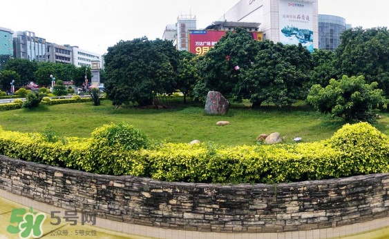 掛綠荔枝為什么這么出名？掛綠荔枝的由來和傳說