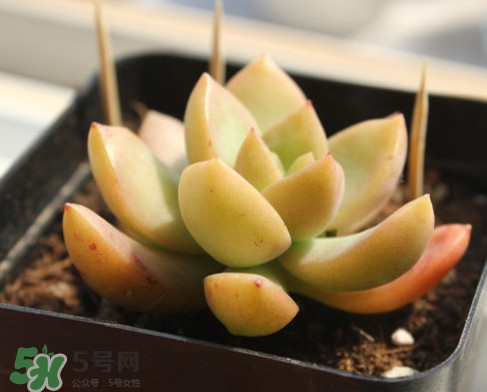 多肉植物能吃嗎？多肉植物哪些可以吃