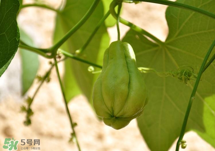 佛手瓜發(fā)芽了可以吃嗎？佛手瓜怎么吃？