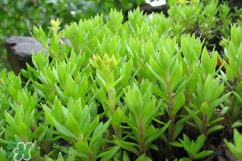 多肉植物能吃嗎？多肉植物哪些可以吃