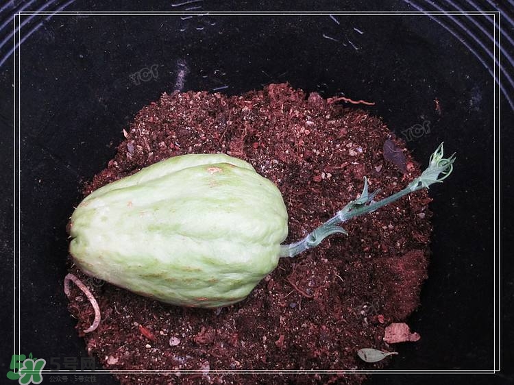 佛手瓜發(fā)芽了可以吃嗎？佛手瓜怎么吃？