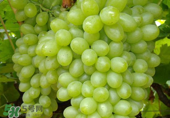 青提是轉(zhuǎn)基因嗎？青提怎么挑？