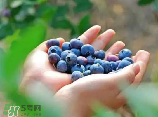 藍(lán)莓和楊梅能一起吃嗎？藍(lán)莓和楊梅可以一起泡酒嗎？