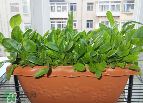 夏天可以種什么蔬菜？夏天適合種什么蔬菜？