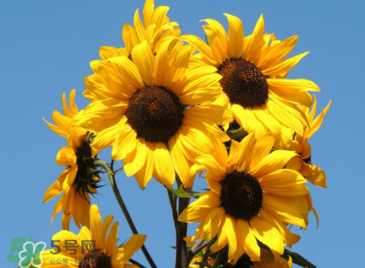 夏天可以種向日葵嗎？向日葵夏天能種嗎？