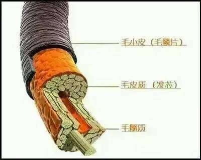 歐貝芙洗發(fā)水怎么樣？歐貝芙洗發(fā)水好用嗎