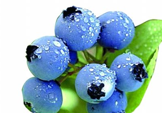 藍(lán)莓和楊梅能一起吃嗎？藍(lán)莓和楊梅可以一起泡酒嗎？