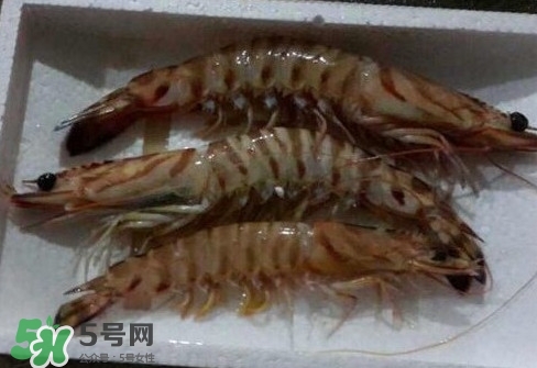 竹節(jié)蝦多少錢一斤？2017竹節(jié)蝦價格