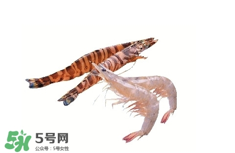 竹節(jié)蝦多少錢一斤？2017竹節(jié)蝦價格