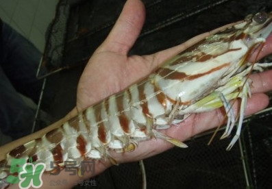 竹節(jié)蝦和基圍蝦哪個(gè)好？基圍蝦貴還是竹節(jié)蝦貴