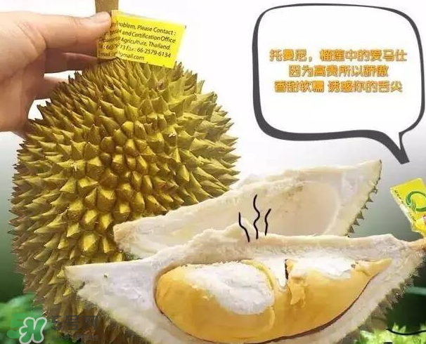 托曼尼榴蓮又叫什么？托曼尼榴蓮簡介
