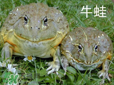 牛蛙什么時(shí)候最好吃肉最多？牛蛙幾月份的最好吃？