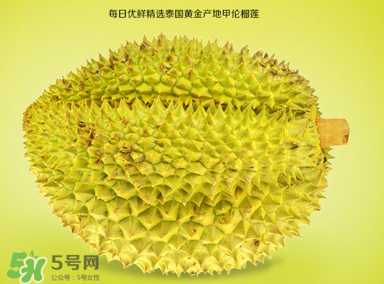 甲侖榴蓮和金枕哪個貴？甲侖榴蓮和金枕的區(qū)別