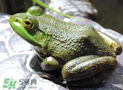 牛蛙是田雞嗎？牛蛙是蟾蜍嗎