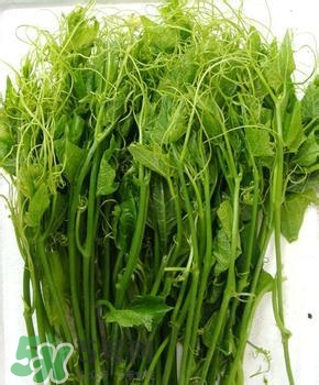 龍須菜有幾種？龍須菜多少錢一斤？