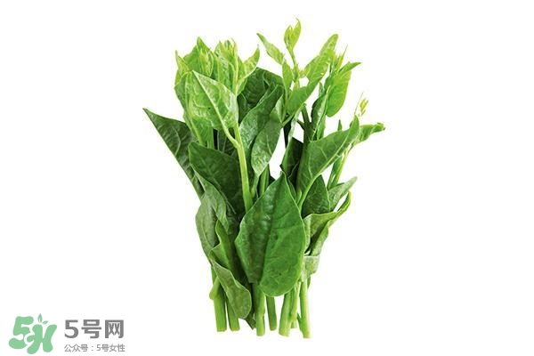 龍須菜有幾種？龍須菜多少錢一斤？