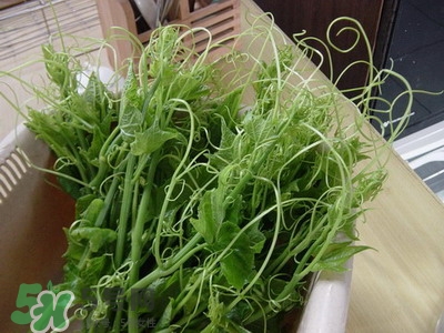 龍須菜是什么菜？龍須菜怎么吃？