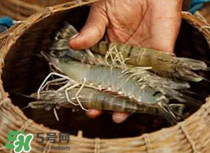 竹節(jié)蝦多少錢一斤？2017竹節(jié)蝦價格