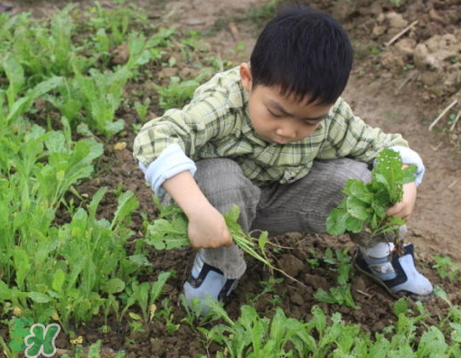 八月份可以種什么菜？八月份適合種植的蔬菜
