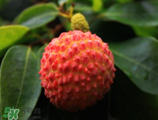 8月份還有荔枝嗎？荔枝幾月份下市？