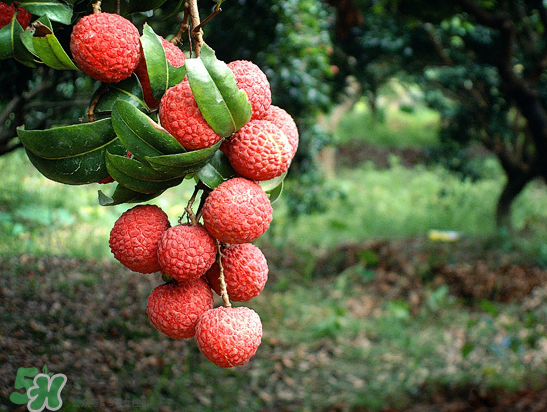 8月份還有荔枝嗎？荔枝幾月份下市？