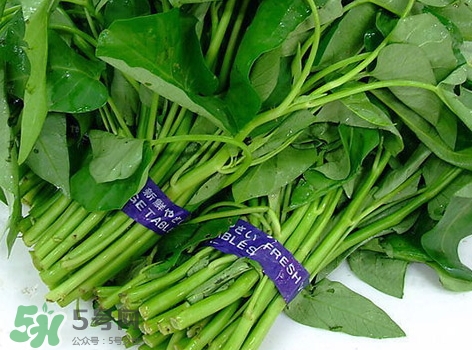 通心菜的營養(yǎng)價(jià)值_通心菜的功效與作用及食用方法