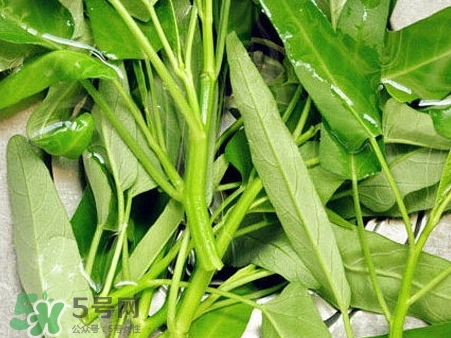 通心菜的營養(yǎng)價(jià)值_通心菜的功效與作用及食用方法