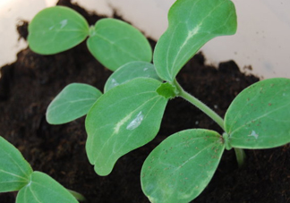 八月份可以種什么菜？八月份適合種植的蔬菜