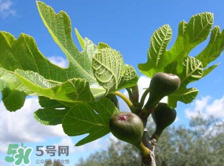 無(wú)花果葉子煮水有什么作用？無(wú)花果葉泡水喝的功效