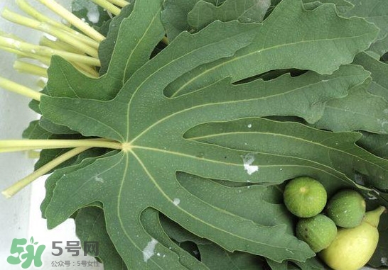 無(wú)花果葉子煮水有什么作用？無(wú)花果葉泡水喝的功效