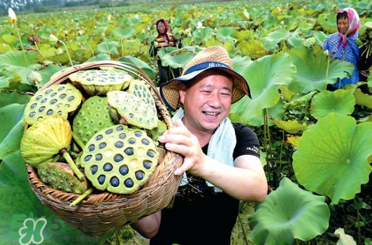 蓮蓬不能和什么同吃？蓮蓬和什么相克？