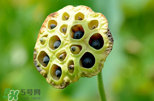 蓮蓬不能和什么同吃？蓮蓬和什么相克？
