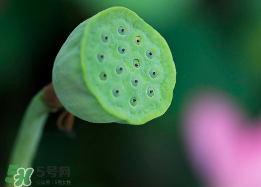 蓮蓬可以放多久？蓮蓬可以放冰箱嗎？