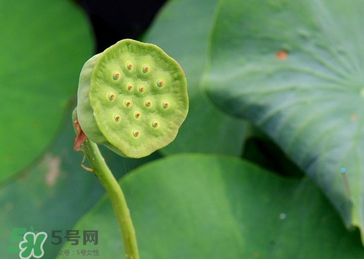 蓮蓬可以放多久？蓮蓬可以放冰箱嗎？