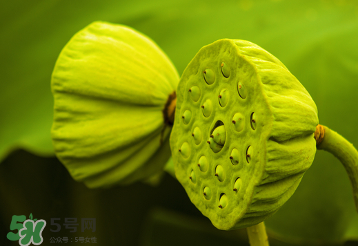蓮蓬可以放多久？蓮蓬可以放冰箱嗎？