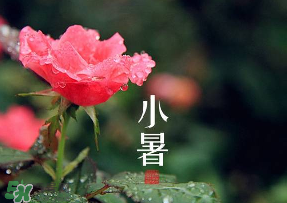小暑是入伏嗎？小暑是不是入伏？