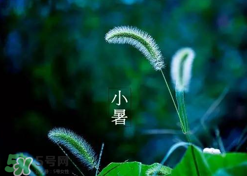 小暑是頭伏嗎？小暑是初伏嗎？