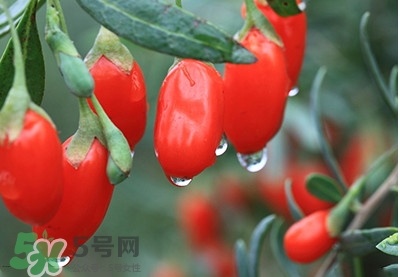 枸杞鮮果怎么保存？枸杞鮮果保鮮期有多久