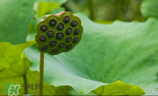 蓮蓬是荷花的什么？蓮蓬是什么意思？