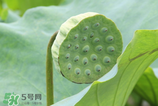 蓮蓬是荷花的什么？蓮蓬是什么意思？
