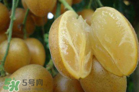 黃皮果品種有哪些？黃皮果哪個品種好吃